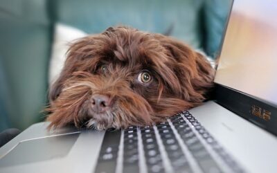 Email Marketing Strategies to Boost Engagement and Drive Conversions for Your Business Success