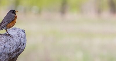 Harnessing the Power of Analytics to Drive Informed Business Decisions and Enhance Performance